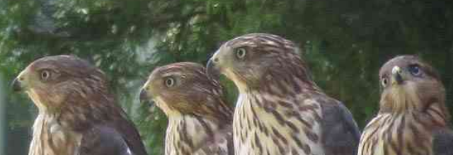 New Mexico Cooper's Hawk Demographic Study