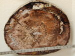 1268: Oak Small Slab Cenozoic, Oligocene by ZUHL