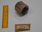135: Red Oak Small Limb Cenozoic, Pliocene by Roner and ZUHL