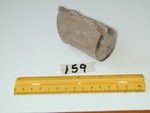 159: Sycamore Small Limb Miocene by Roner and ZUHL