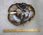 187: Douglas Fir Small Slab Cenozoic, Miocene by Rose and ZUHL