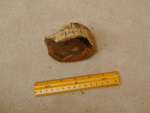 943: Angiosperm, White Oak Small Limb by ZUHL
