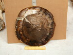 1247: Douglas Fir Small Slab Miocene by Rose and ZUHL