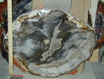 3039: Sequoia Slab Large Slab Miocene by Rose and ZUHL