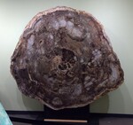 2997: Giant Sequoia Large Slab Cenozoic by Ralph and ZUHL