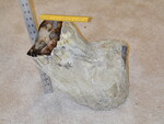 268: Red Oak Log Pliocene by Gunkel/Justman and ZUHL