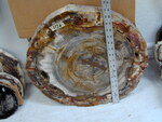 1126: Douglas Fir Small Slab Cenozoic, Miocene by Shaw and ZUHL