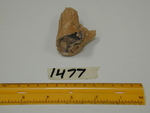 1477: Angiosperm Small Limb by ZUHL