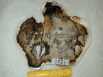 1521: Oak Small Slab Cenozoic, Neogene, Miocene by Roner and ZUHL