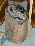 3026: Araucaria Log by Justman and ZUHL