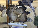 181: Red Oak Small Slab Cenozoic, Pliocene by Roner and ZUHL
