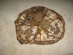 1939: Large Slab Miocene by Thompson and ZUHL
