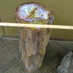 2046: Araucaria Log Triassic by Kempton and ZUHL