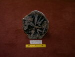 3048: Angiosperm Small Slab by Wahlgamuth and ZUHL
