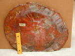 892: Araucaria Small Slab Triassic by Rose and ZUHL