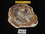 1820: Small Slab Miocene by Rose and ZUHL